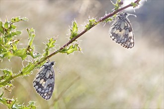 Marbled white (Melanargia galathea) in cold torpor on a thistle, Middle Elbe Biosphere Reserve,