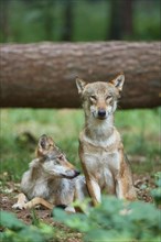 European gray wolf (Canis lupus), two animals in the forest, Germany, Europe