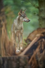 European gray wolf (Canis lupus), standing on tree trunk in forest, Germany, Europe