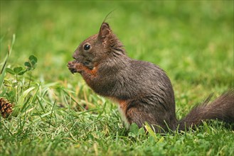 Eurasian red squirrel (Sciurus vulgaris), sitting in the grass, feeding, Ternitz, Lower Austria,