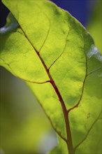 Close-up, beetroot leaf (beta), Ternitz, Lower Austria, Austria, Europe