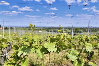 Vineyards in Rhineland-Palatinate, Germany, Europe