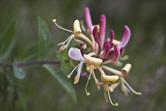 Honeysuckle (Lonicera caprifolium), Terschelling, Netherlands