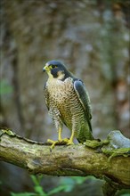 Peregrine Falcon (Falco peregrinus), adult sitting on branch in forest, Bohemian Forest, Czech