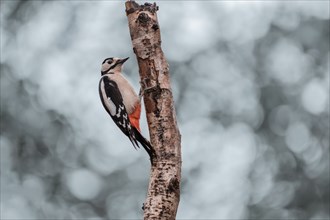 Great spotted woodpecker (Dendrocopos major), left hanging from a thick light branch, bark bursting