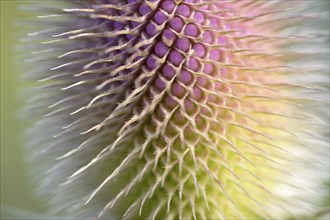 Wild teasel (Dipsacus fullonum), inflorescence in front of flowering, close-up, North