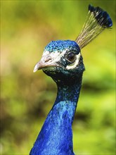 Portrait of Male Indian Peafowl (Pavo cristatus)