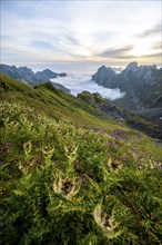 Thistles on a mountain meadow, view over Säntis mountains into the valley of Meglisalp at sunrise,