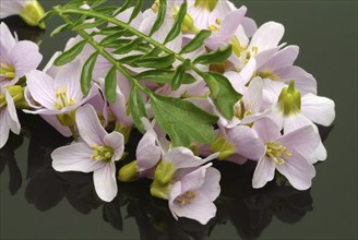 Flowers of the cuckoo flower (Cardamine pratensis), medicinal plant, contains mustard oil