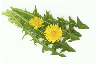 Common dandelion (Taraxacum) Ruderalia, Taraxacum officinale, medicinal plant, the most important