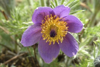 Common pasque flower (Pulsatilla) vulgaris, also known as common pasque flower, pasque flower or