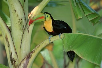 Keel-billed Toucan (Ramphastos sulfuratus), Roatan, Honduras, Central America