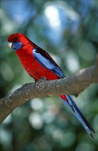 Pennant's Rosella, Australia, Crimson Rosella (Platycercus elegans), Oceania