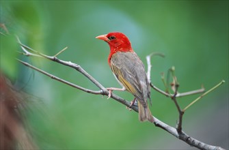 Red-headed Weaver (Anaplectes rubriceps), male, Kruger national park, South Africa (Anaplectes