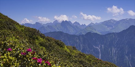 Alpine rose blossom on the Fellhorn, behind it the Allgäu Alps, Allgäu, Bavaria, Germany, Europe