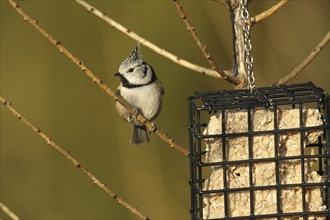 Crested Tit (Lophophanes cristatus) at winter feeding, Allgäu, Bavaria, Germany, Europe