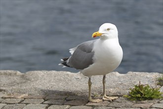 European herring gull (Larus argentatus) Old bird on the water, Southern Sweden, Sweden,