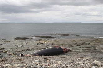 Whale beached in the Barents Sea, Northern Norway, Scandinavia