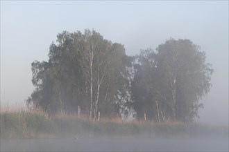 Birch forest near the shore in the fog on the Trebel River, Peene Valley River Landscape nature