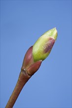 Common tilia × europaea (Tilia vulgaris) bud and emerging leaf