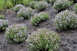 Garden thyme (Thymus vulgaris) in flower