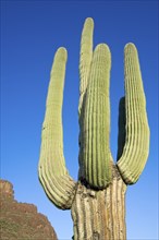 Saguaro (Carnegiea gigantea) cactus in the Sonoran desert, Organ Pipe Cactus National Monument,