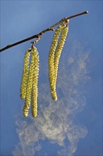 The male catkins of the common hazel (Corylus avellana) spread their pollen with the wind