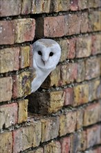 Barn owl, common barn owls (Tyto alba), Owls, Animals, Birds, Barn owl looking through hole in wall