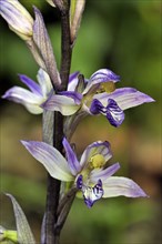 Violet limodore (Limodorum abortivum), Orchids, Violet Limodore in flower