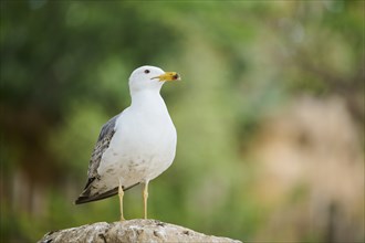 Yellow-legged gull (Larus michahellis), standing on a rock, wildlife, France, Europe