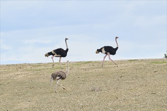 Common ostrich (Struthio camelus) male and female in the dessert, captive, distribution Africa