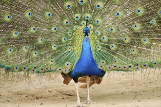 Indian peafowl (Pavo cristatus) spread one's tail (feathers) on the ground, Spain, Europe