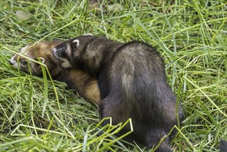 European polecat (Mustela putorius) male mating with female and biting her in the neck in grassland