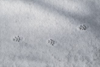 Close-up of footprints showing paw pads from European polecat (Mustela putorius) in the snow in