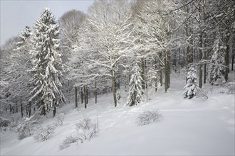 Branches of beech trees (Fagus sylvatica) and spruces laden with fresh snow after snowfall in