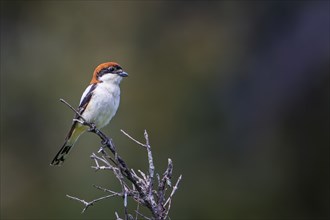 Woodchat Shrike (Lanius senator) looking for prey on a perching branch, male, La Serena steppe