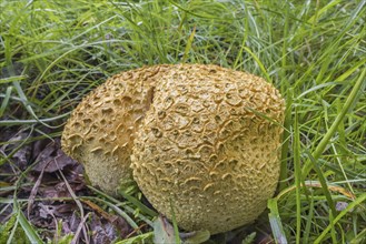 Common earthball, pigskin poison puffball (Scleroderma citrinum), common earth ball (Scleroderma