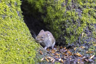 Bank vole (Clethrionomys glareolus) foraging on the forest floor