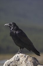 Common raven, northern raven (Corvus corax) perched on rock