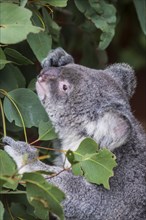 Koala (Phascolarctos cinereus), Lone Pine sanctuary, Brisbane, Queensland, Australia, Oceania