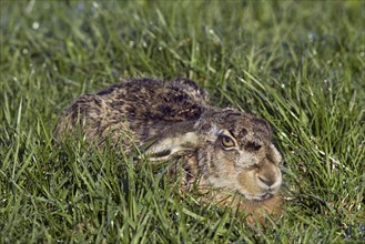 European Brown Hare (Lepus europaeus) lying hidden in meadow with ears flat