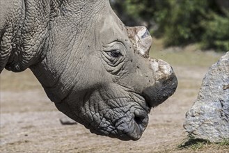 Close up of white rhinoceros (Ceratotherium simum), white rhino with cut horns as precaution