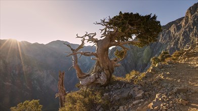 Gnarled old tree, Gingilos, Hiking on the Gingilos, Morning light, Back light, Sun rays, Cloudless