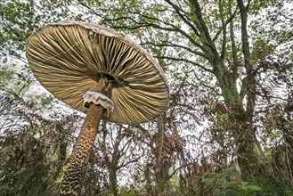 Underside of parasol mushroom (Macrolepiota procera) showing gills and movable ring in forest in