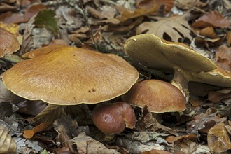 Jersey cow mushroom (Suillus bovinus) showing underside