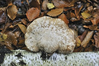 Birch Bracket (Piptoporus betulinus) fungus, Razor strop on fallen Birch tree among autumn leaves,