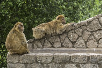 Two Barbary macaques (Macaca sylvanus), Barbary apes, magots monkey species native to Northern