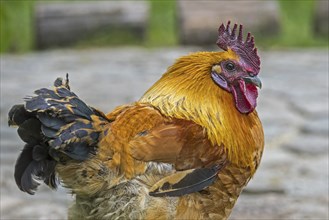 Close-up of cock, rooster, free range chicken at petting zoo, children's farm