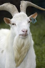 Portrait of white domestic goat (Capra hircus) buck with earmark at farm