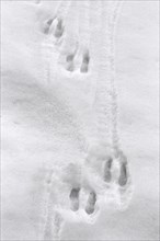 Chamois (Rupicapra rupicapra) close up of footprints in the snow in winter